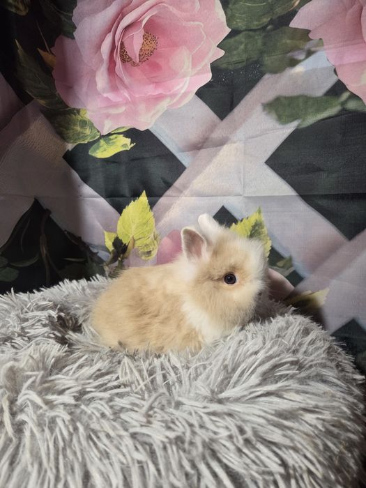 Karzełki Teddy Mini