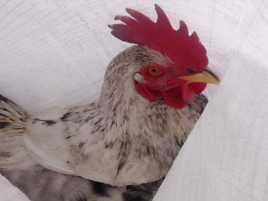 Сріблястий адлер