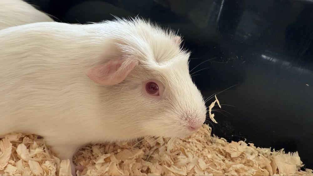 2 Świnki Morskie z klatka i akcesoriami