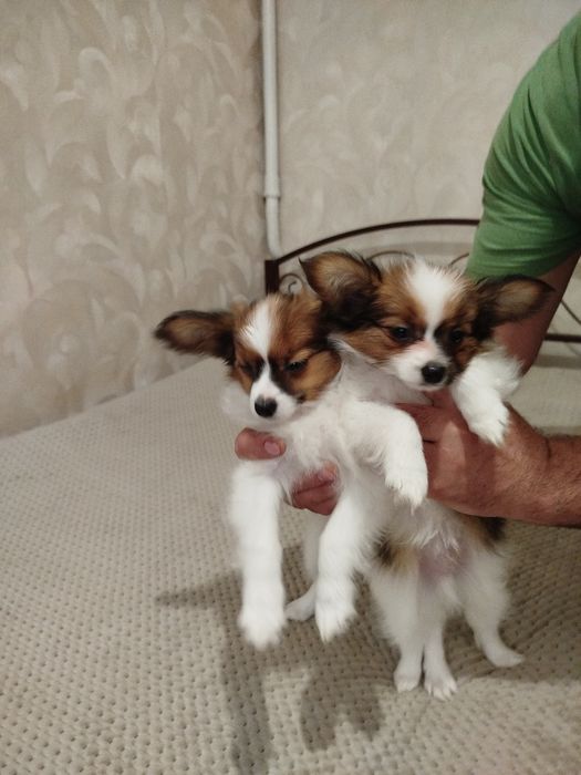 Цуценята Папійони