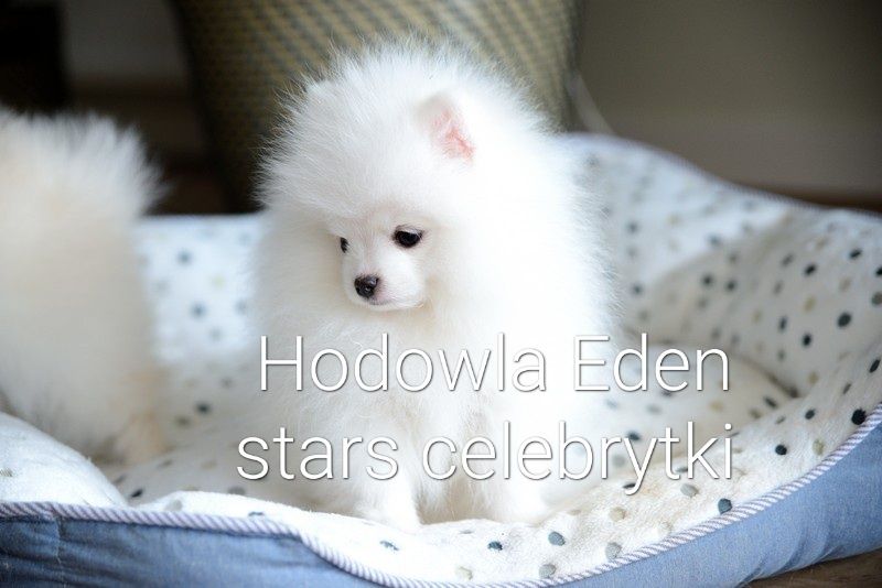 Pomeranian biała sunia