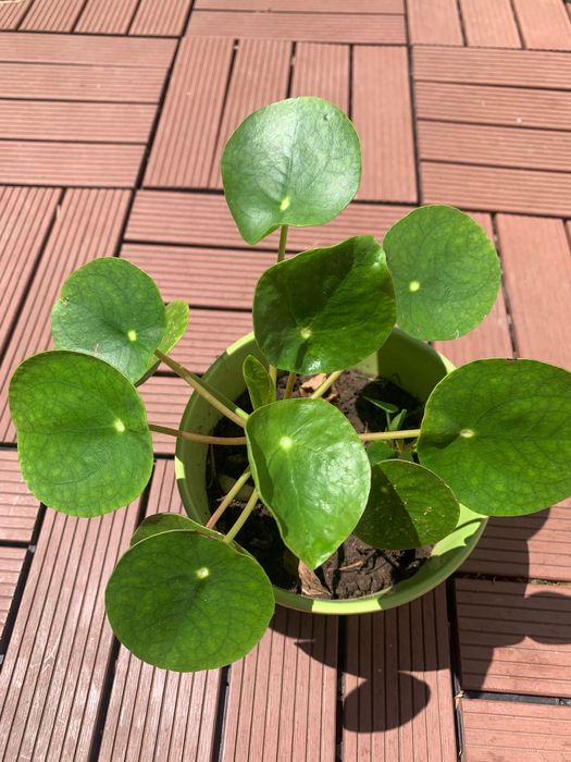 Planta do dinheiro chinês