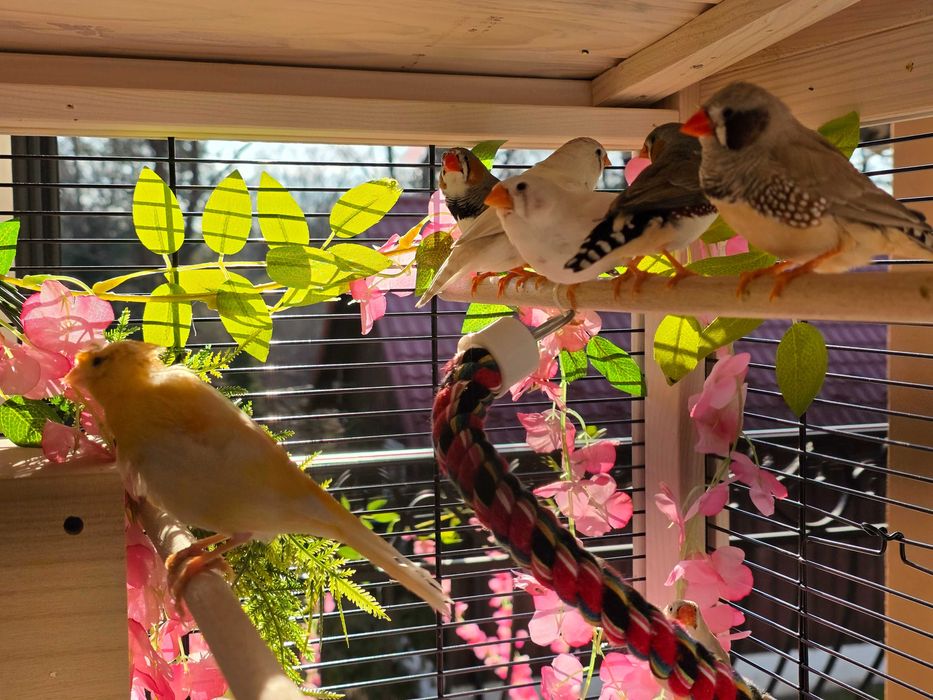 Zeberki różne kolory