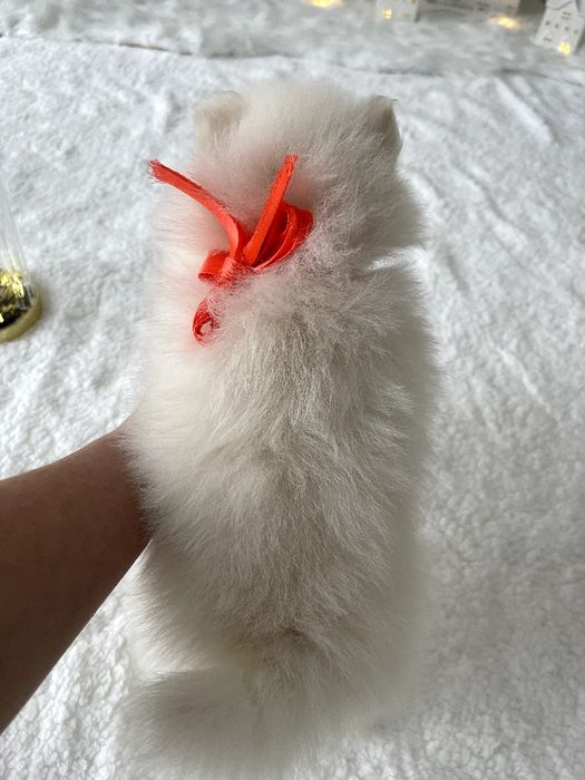 Померанські шпіци — Лише 3! Ідеальна можливість