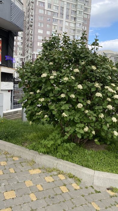Долгосрочная аренда 1 комнатной квартиры жк Гольфстрим ул. Генуэзская 14000 грн