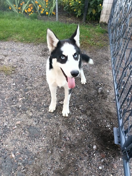 •Syberian Husky Piesek •
