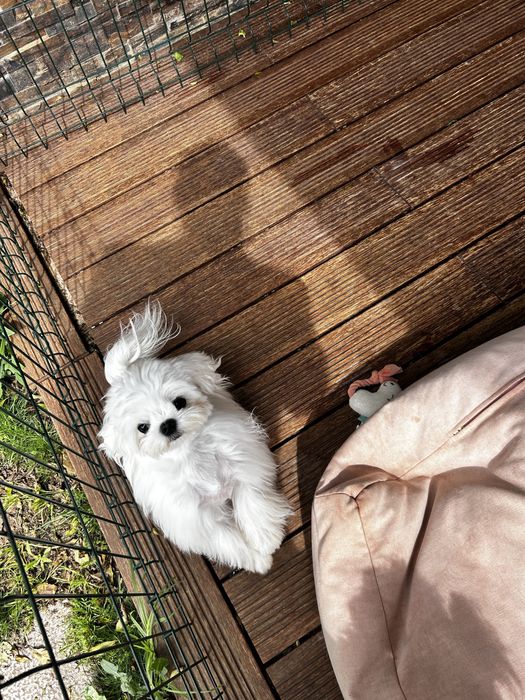 Maltese Coreano male
