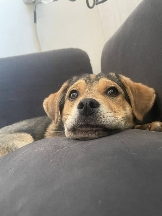 Psi bracia szukają domu