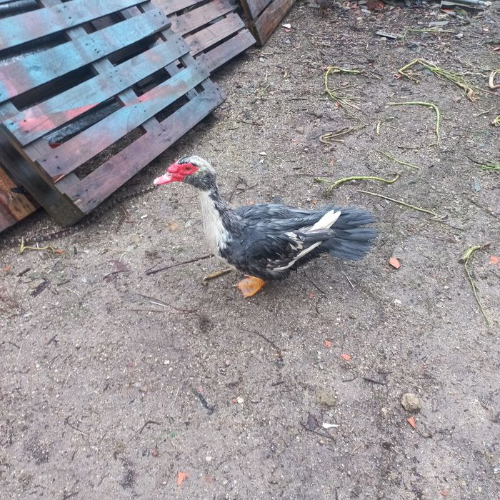 Troco ou vendo ovos de patas mudas e de gansa toulouse