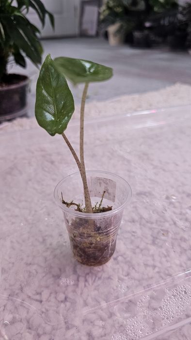 Алоказия Детки разные сорта