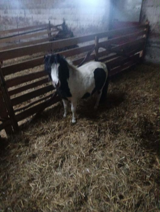 Kucyk  srokaty sprzedam