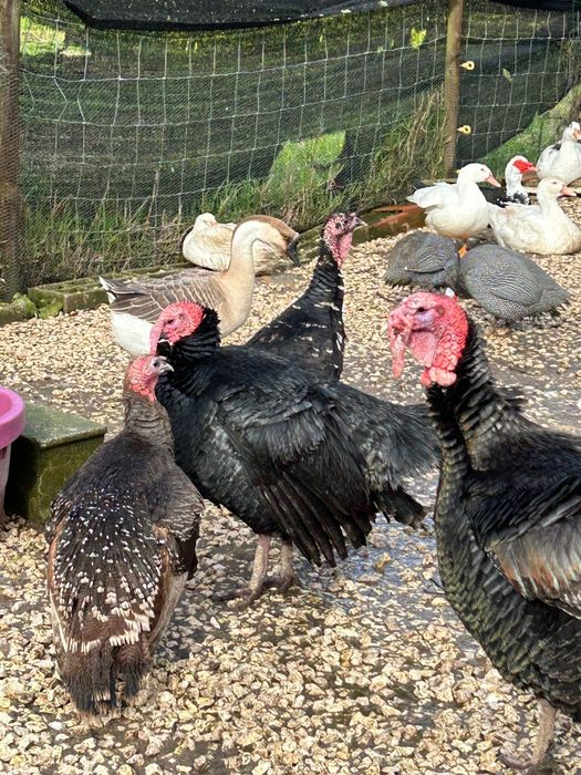 Perus  Machos Adultos