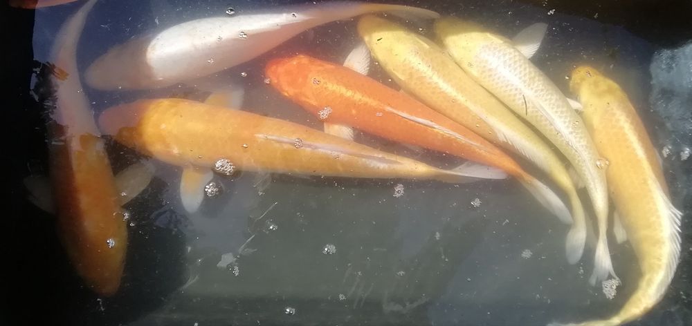 Karp koi od 7 do 40 cm
