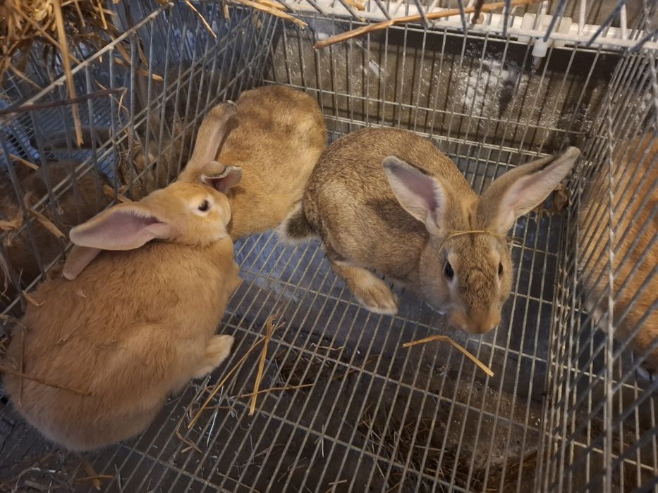 Coelhos para mudar de casa
