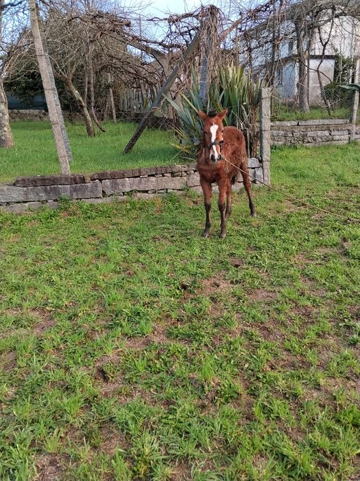 Troco poldro cruzado lusitano