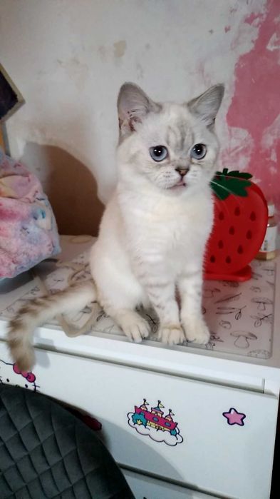 Котик,котёнок,белый,шишшилла серебристая. Кот.