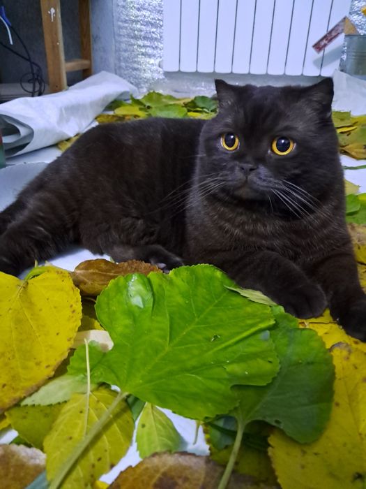 Шотландский  вислоухий котик  Ориончик, скотиш -фолд, шоколадный окрас, 5 лет. Прекрасный котик и друг.