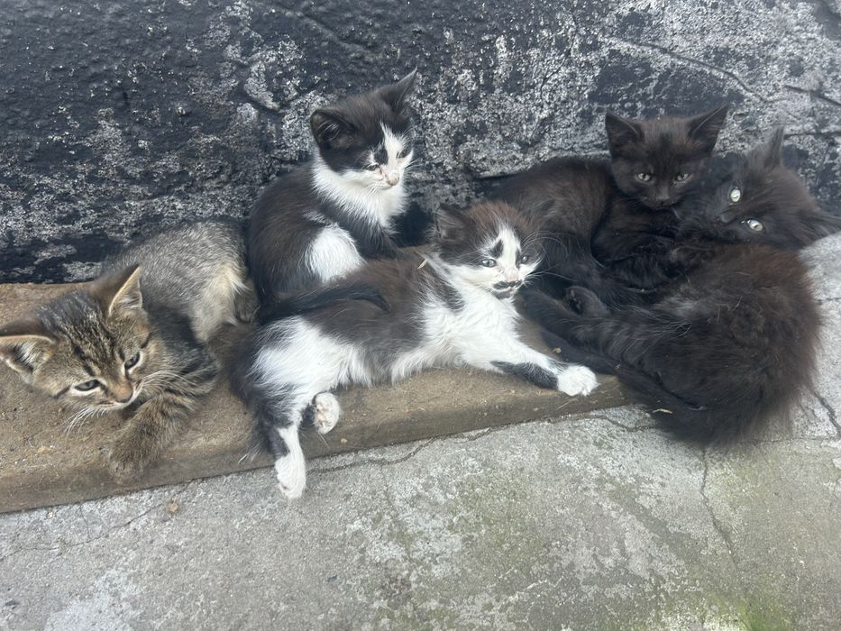 5 кошенят шукають сімʼю