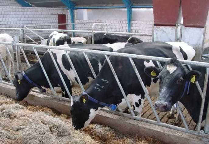 Bramy przepędowe, drabiny paszowe, agrafki, obejmy, wyposażenie obory