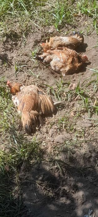 Aves do campo  bonitas