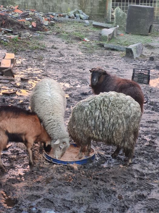 Pequeno rebanho de ovelhas novas