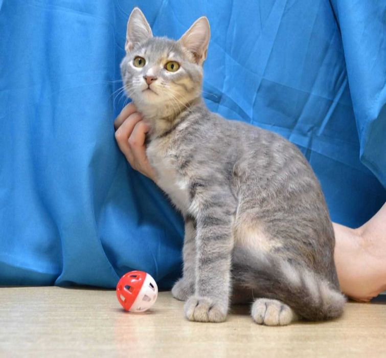 красавец Смоки ищет дом и семью!