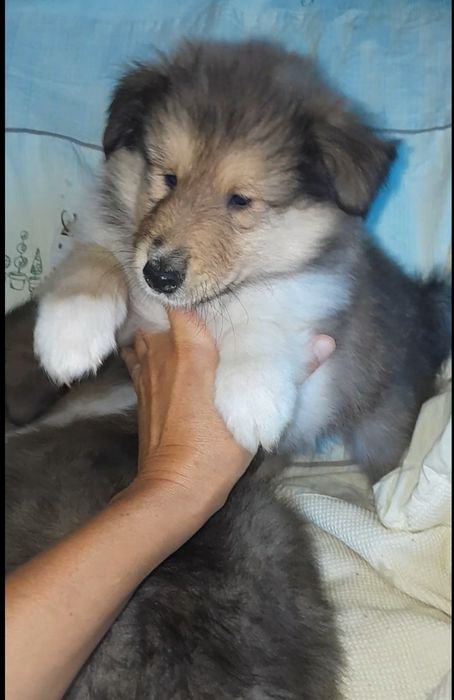 Колли   кобельки