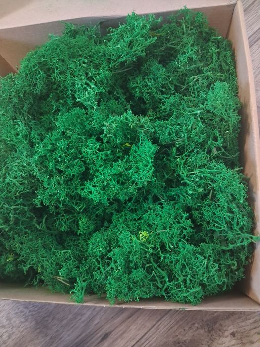 Mech, chrabotek  fiński