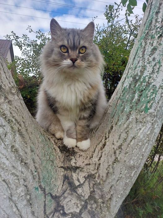 Красуня шукає дім