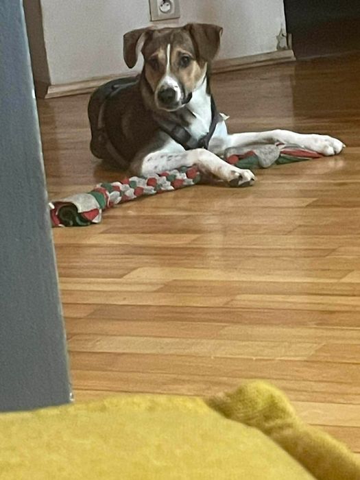 Oddam pieska Za darmo