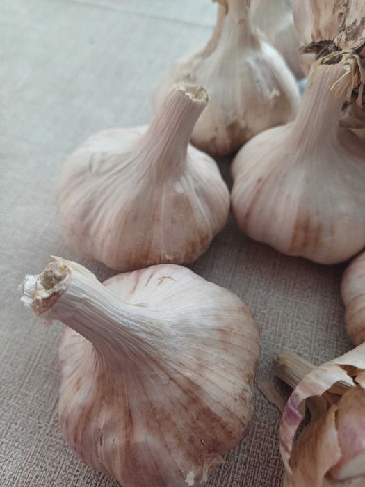 Czosnek zimowy Harnaś