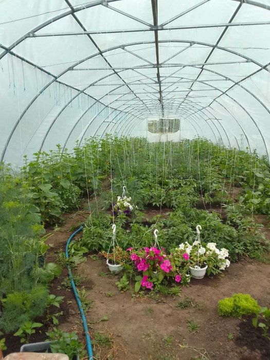 Продається фермерське домогосп. у с.Вільшаниця, є велика теплиця 300м2