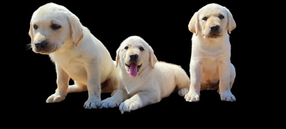 Лабрадори кращій подарок элітні цуценята розплідника є Доставка