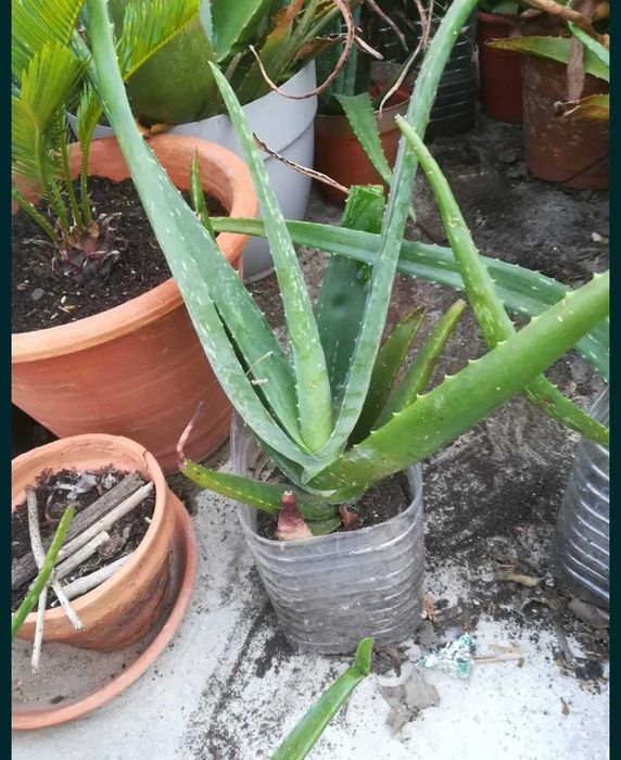 Aloé Vera   biológico