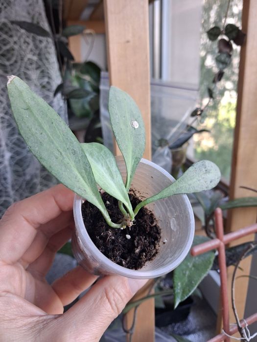 Хойя hoya Macrophylla albomarginata