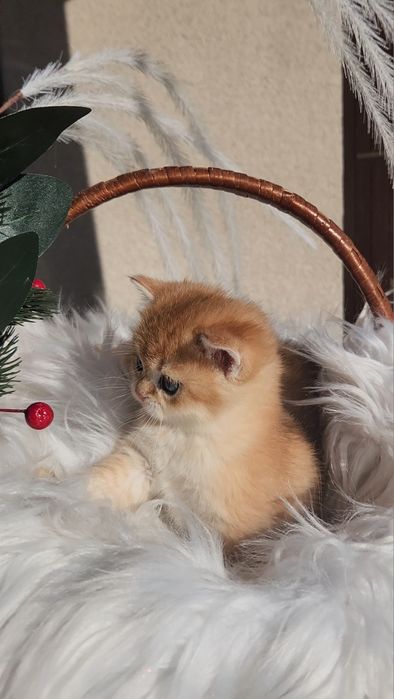 Шотландська дівчинка