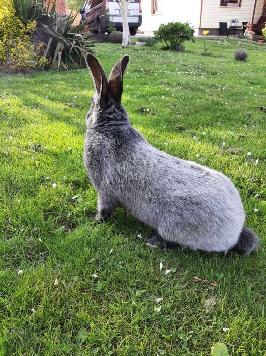Кролі Полтавське срібло 150 гр.