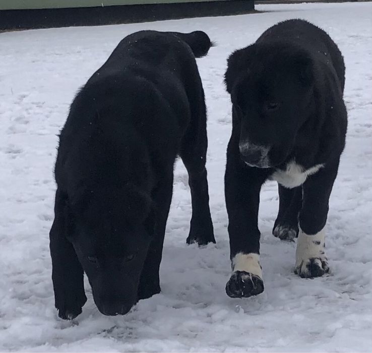 Owczarek środkowoazjatycki suka