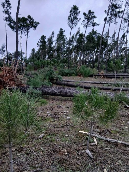 Vendo madeira de pinheiro