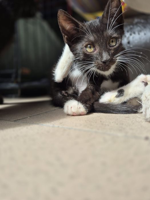 SIMBA  z Kociego Azyl Żagań szuka domu