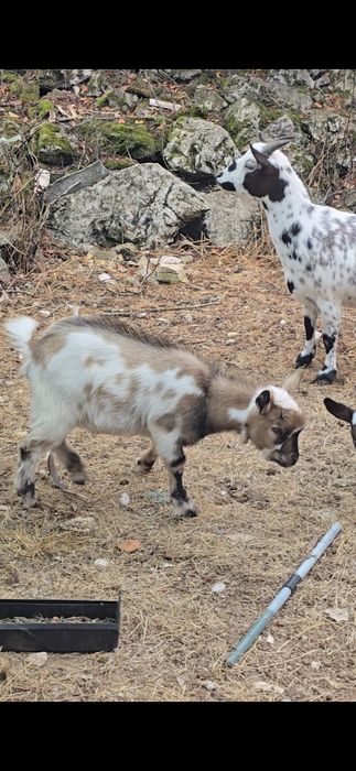 Cabras anãs / micro