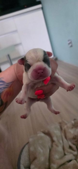 Buldog Francuski