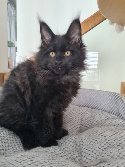 Czarno czekoladowy kocurek