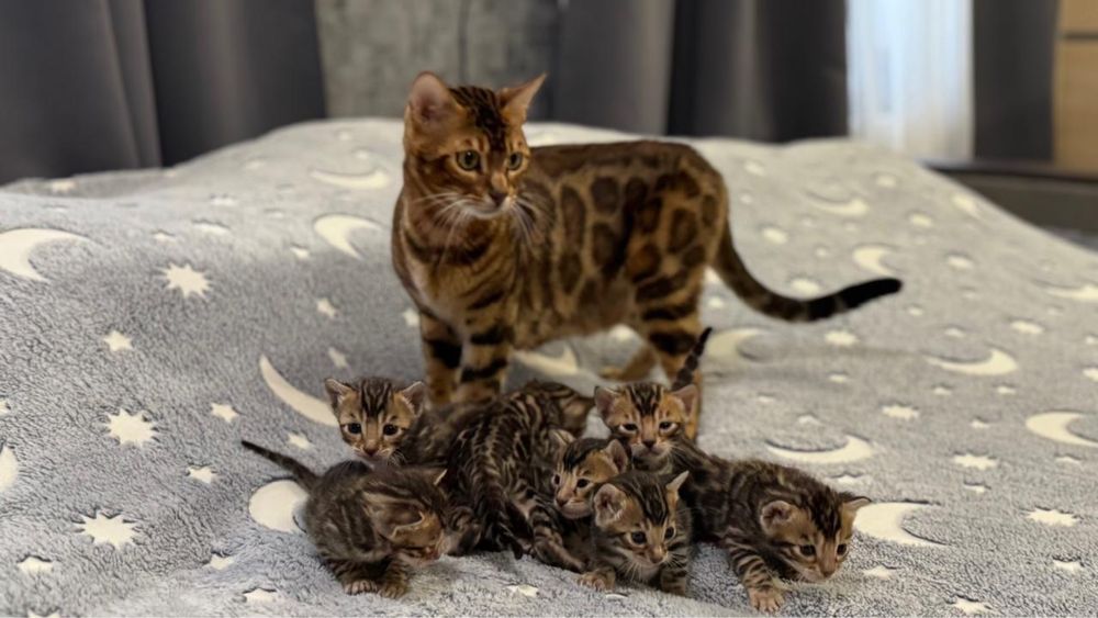 Бенгальські кошенята від батьків з родословнлю WCF