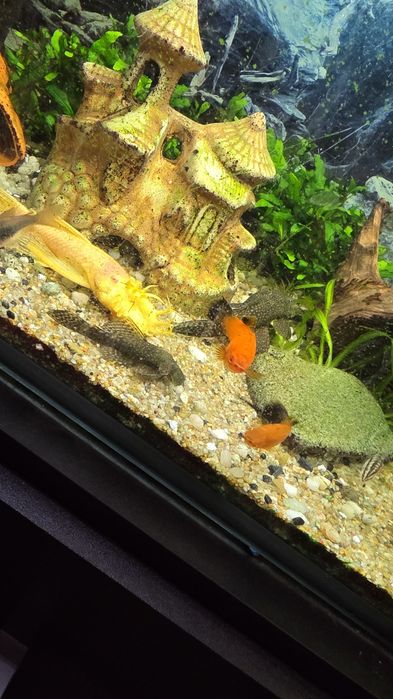 Akwarium 240/300L