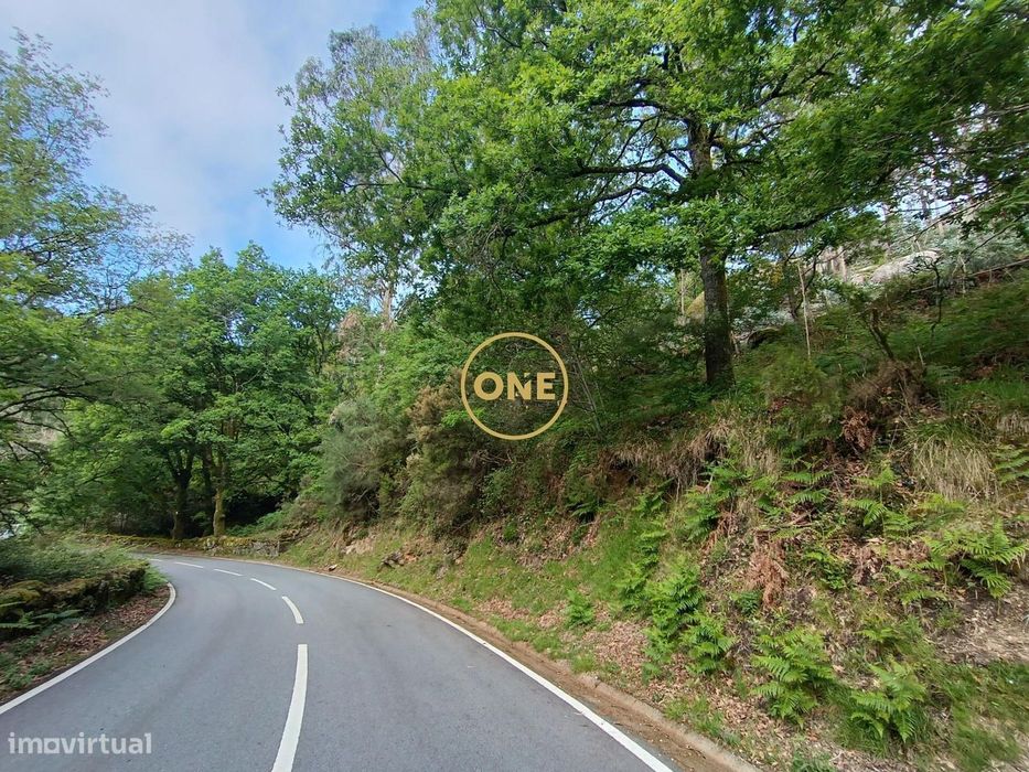 Forest at the Gates of Gerês