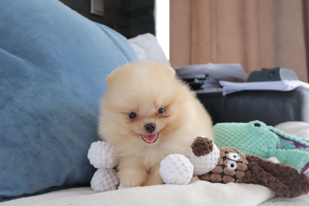 Lulu da Pomerânia. Ursinho com Lop e Afixo.  Super mini Perfeito!