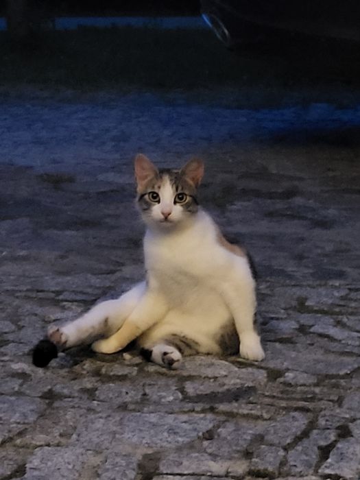 Oddam kotki w dobre ręce PO STERYLIZACJI!!Okolice Choczewa