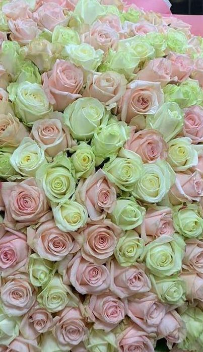 Роза ,цветы букеты опт розница