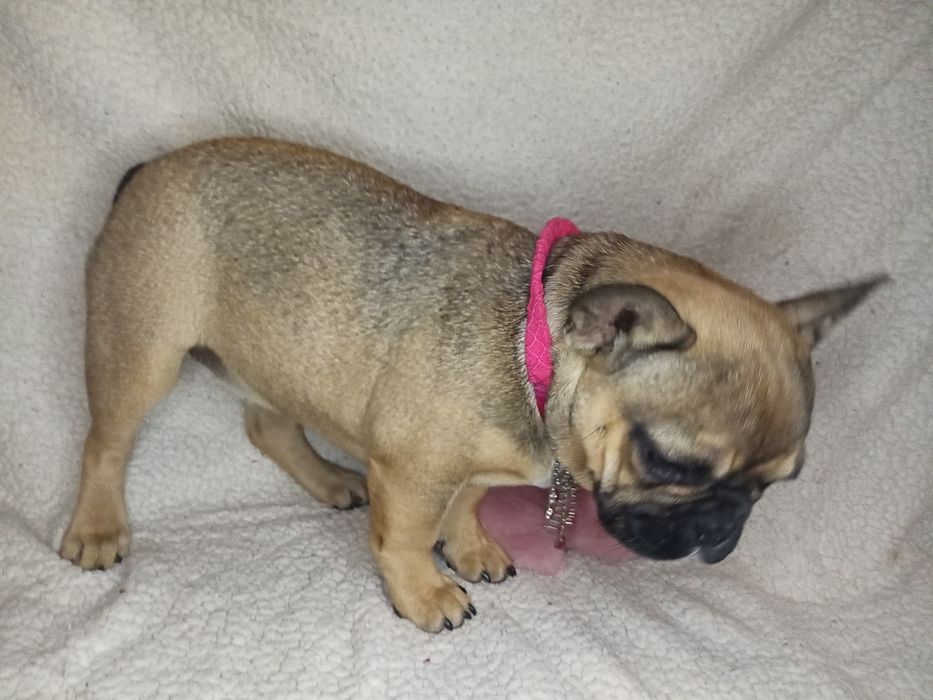 Франічка шукає нареченого